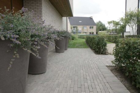 NGWF Salvia SeptimA 215x52x72mm ongetrommeld  85st/m²